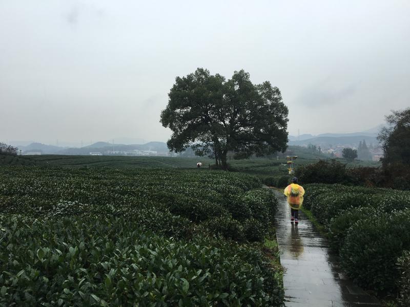 12茶园