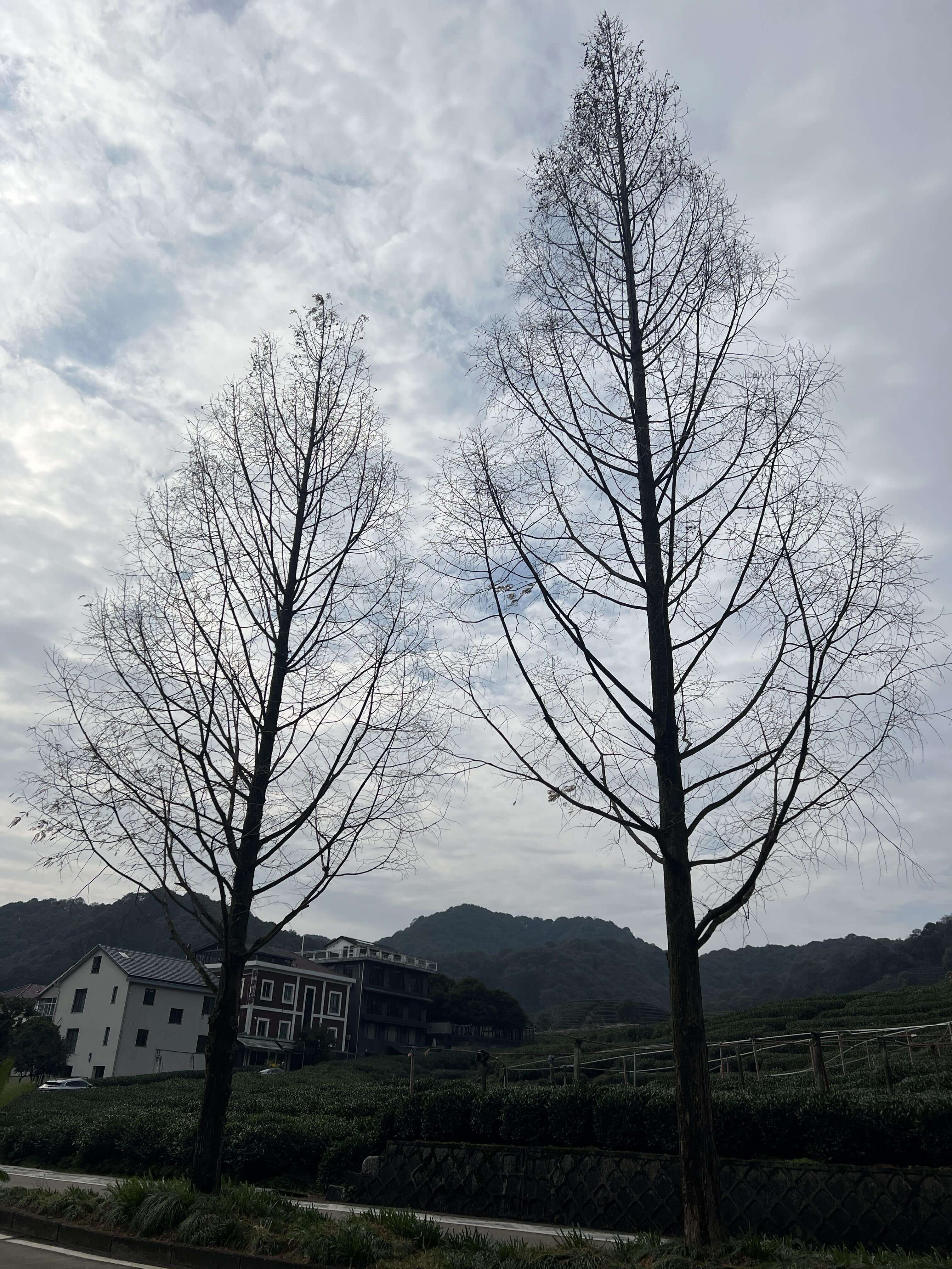 02_水杉.JPG