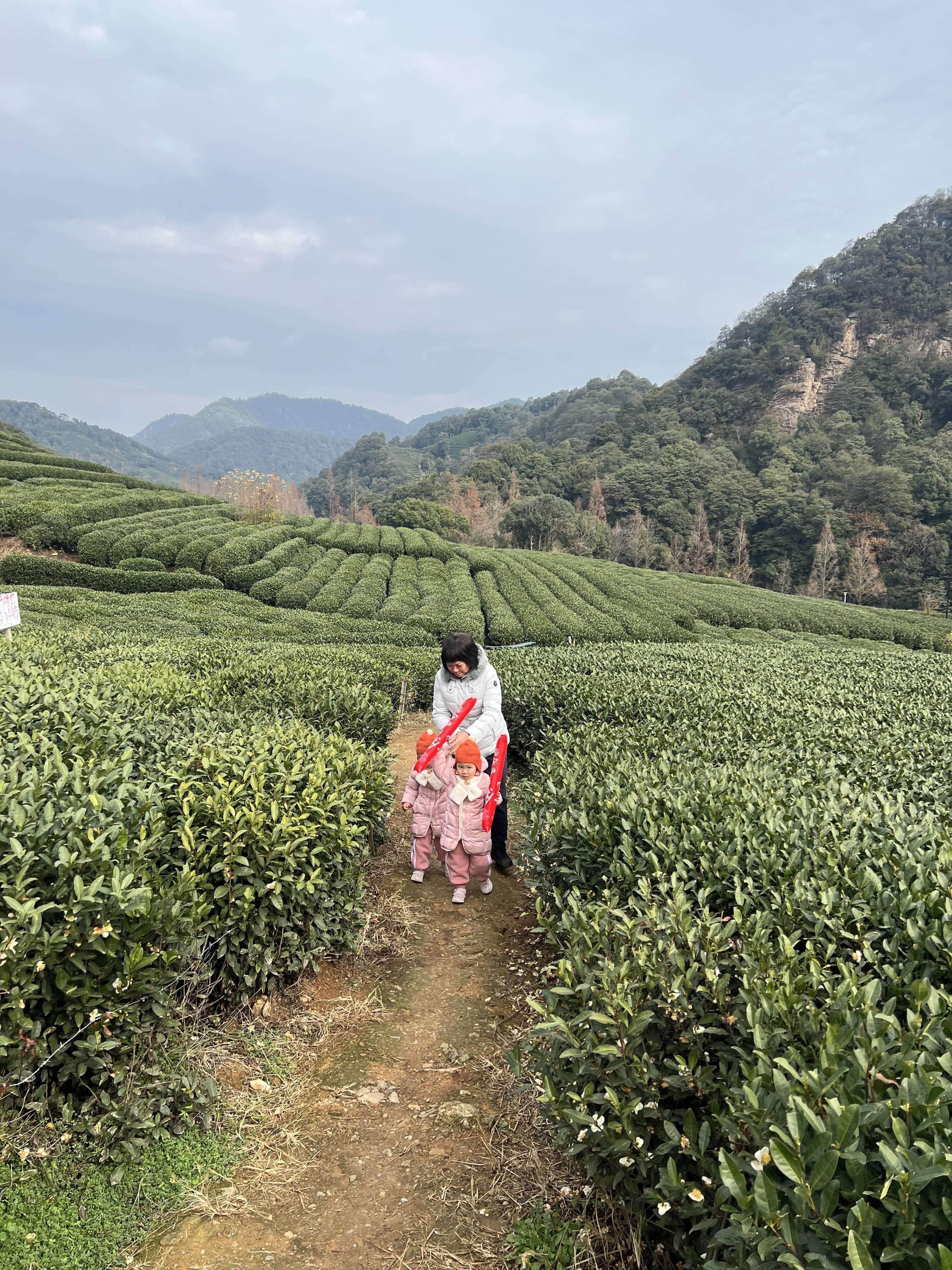 05_茶园_外婆_竖_远景.JPG
