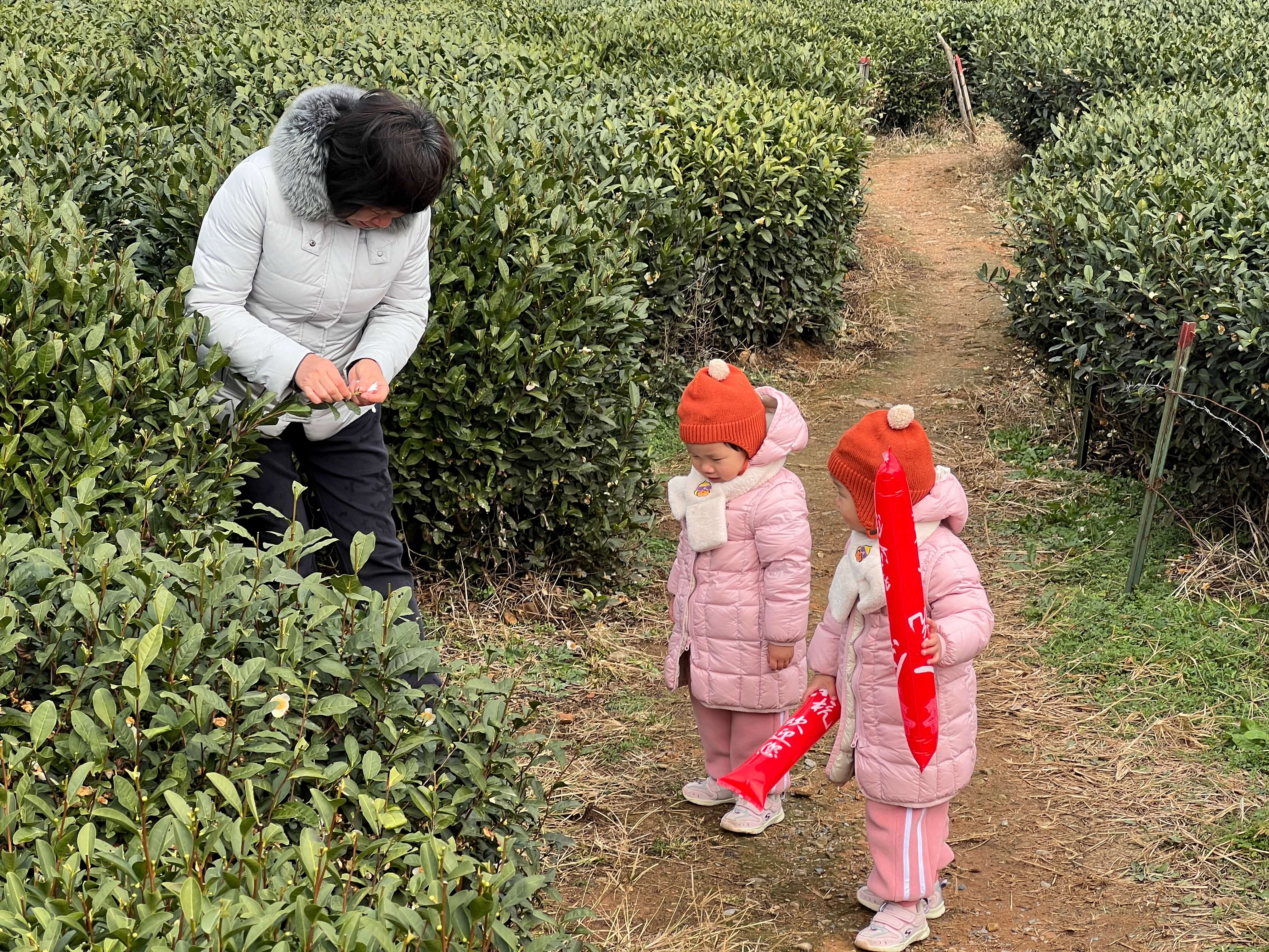 06_茶园_外婆_横.JPG